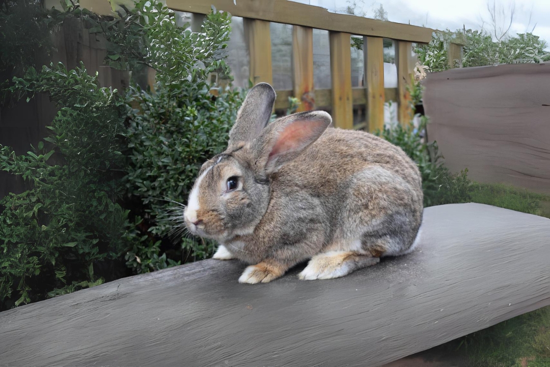 Flemish Giant Rabbits