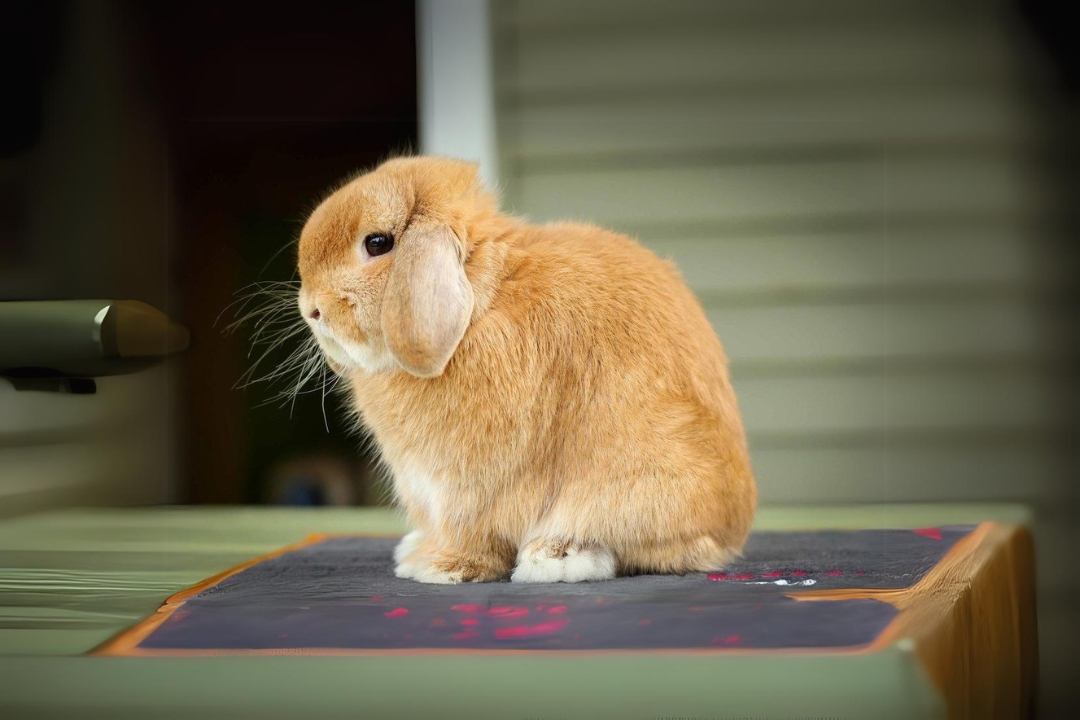Holland Lop Rabbits