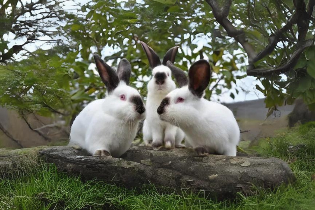 Californian Rabbits