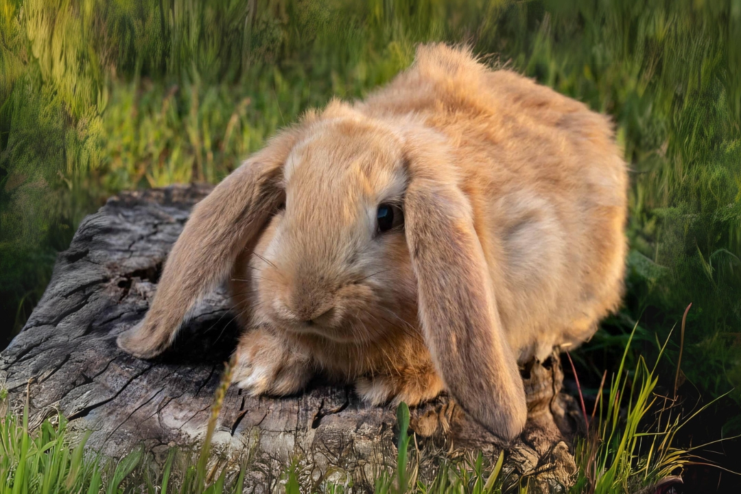 French Lop