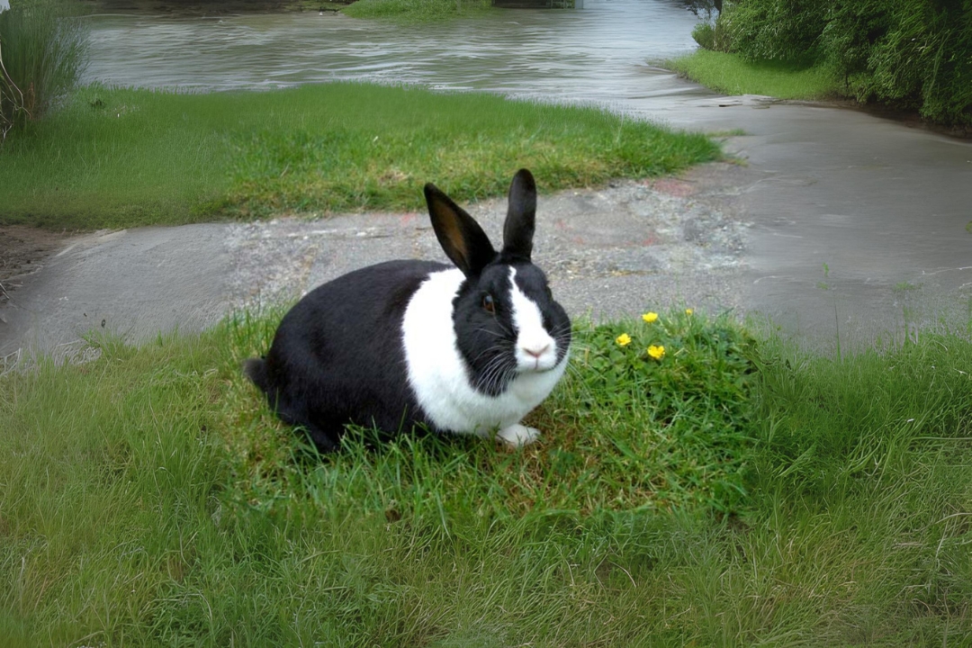 Dutch Rabbits