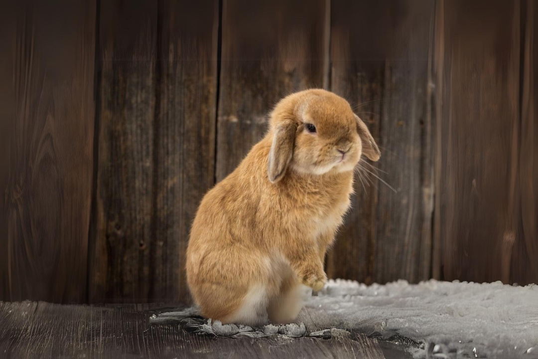 Holland Lop Rabbits