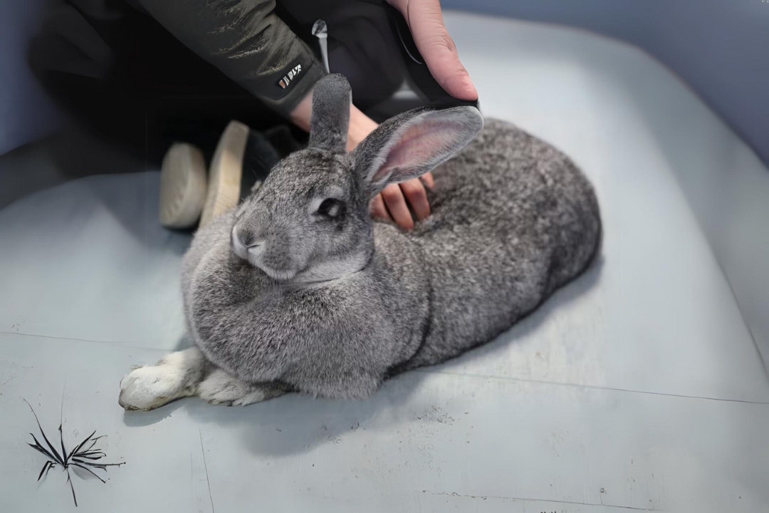 Flemish Giant Rabbits